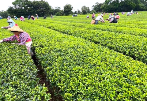 龍潭深度之旅 #Day2 茶香走讀×手信食光×池畔散策